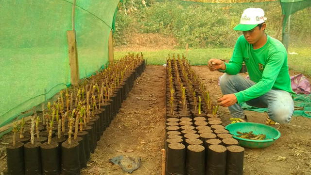 Plantones para reforestar árbol de la quina