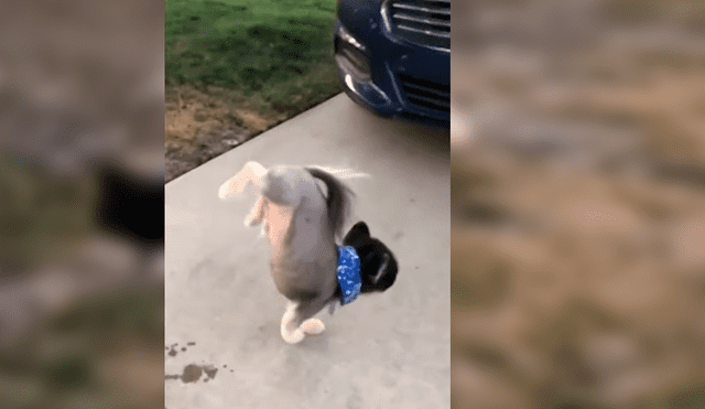 El can desconcertó a cientos de usuarios en YouTube tras ser captado orinando en la calle