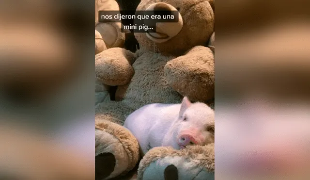 Desliza las imágenes hacia la izquierda para descubrir la verdadera raza de un supuesto mini pig que acogió un joven.