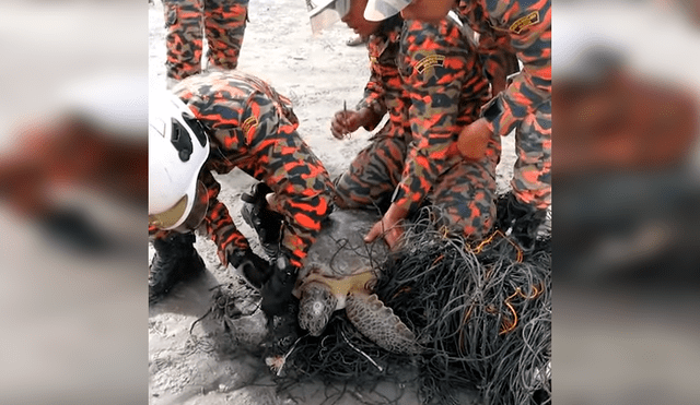 Encuentran tortuga moribunda atrapada en cables tóxicos, la liberan y sucede algo increíble [VIDEO] 