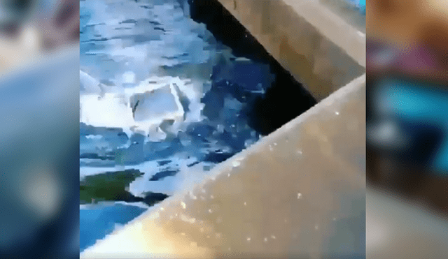 YouTube viral: mujer pasa vergüenza en excursión por la culpa de 'travieso' delfín [VIDEO] 