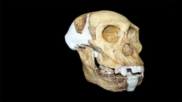 Tenemos nuevo ancestro: primate de hace dos millones de años no es el más antiguo