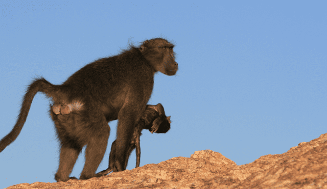 Imágenes desgarradoras revelan a madres de babuinos acunando a sus crías fallecidas hasta por diez días.