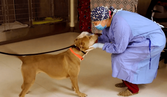 Perro salva de morir tras consumir una bolsa repleta de droga lanzada al patio de su casa [VIDEO] 