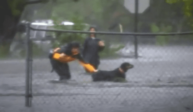 YouTube: reportera rescata a perro abandonado durante huracán Florence [VIDEO]