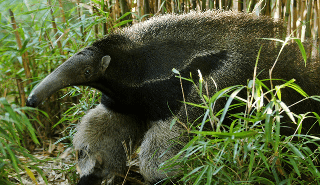 20 Animales en peligro de extinción y extintos en Perú 2019 [FOTOS]