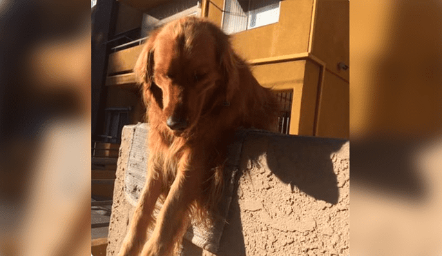 Facebook: conoce la triste historia del perro que lanza su juguete fuera de casa todos los días