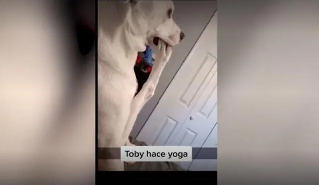 ¿Yoga o gimnasia? Para cualquiera de las dos, el perrito tiene lo que se necesita. Foto: captura de TikTok / @bella_bamba