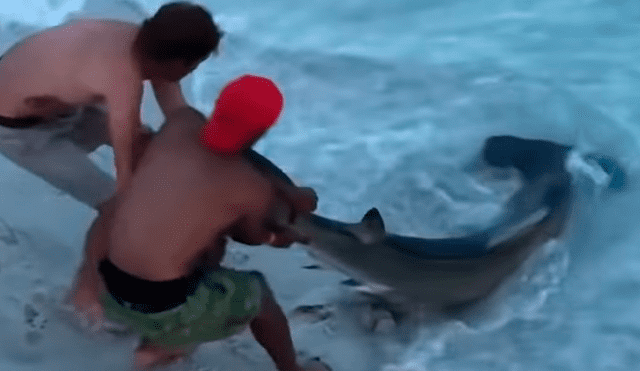 YouTube viral: tiburón martillo fue ayudado por bañistas que lo regresaron al mar [VIDEO]