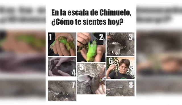 Vía Facebook: divierte con la mejor selección de memes de 'Adiós Chimuelo', el video del momento [FOTOS]