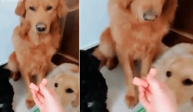 Facebook: perrita recibe dos croquetas y hace lo más tierno por sus cachorros [VIDEO]