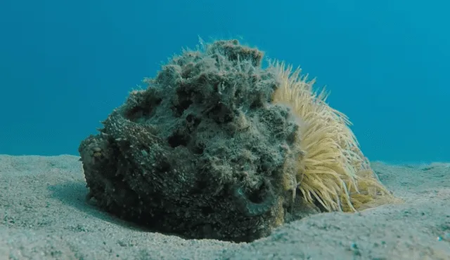 YouTube viral: Buzo queda aterrado al descubrir una misteriosa criatura marina que parece una roca [VIDEO]