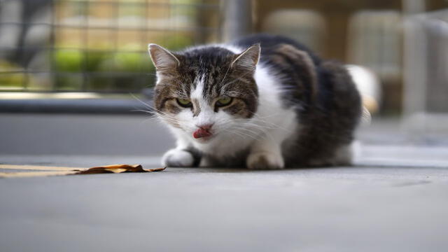 Larry, the 10 Downing Street cat, waits in the street outside number 10, the official residence of Britain's Prime Minister, in central London on May 12, 2020. - �The British government on Monday published what it said was a "cautious roadmap" to ease the seven-week coronavirus lockdown in England, notably recommending people wear facemasks in some public settings. (Photo by Tolga Akmen / AFP)