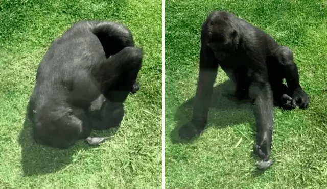 Desliza las imágenes para ver el emotivo momento en que un gorila intenta ayudar a un ave. Foto: captura de YouTube