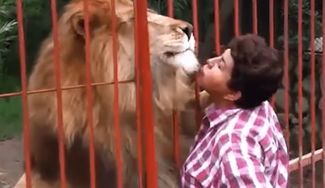 YouTube viral: enorme león se reencuentra con su dueña y tiene conmovedor gesto al verla [VIDEO]