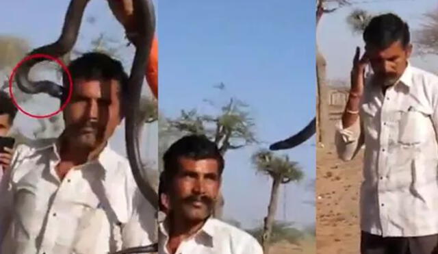 YouTube: Imperceptible mordida de cobra mató a hombre en una hora