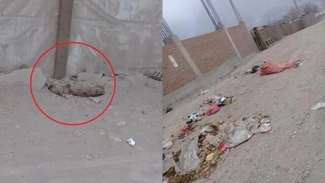 #YoDenuncio: chanchos se crían en medio de la basura [VIDEO]