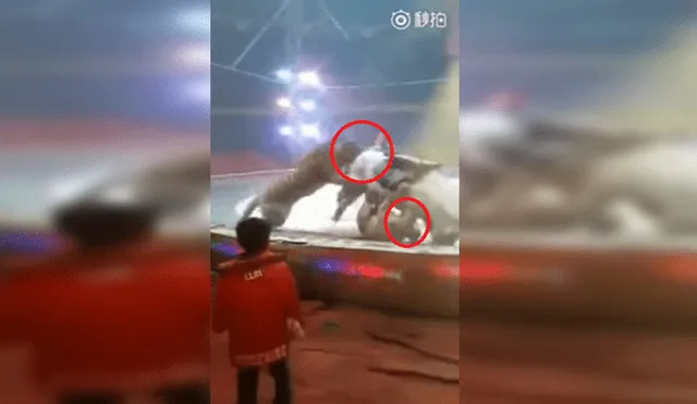 YouTube: el instante en que tigre y león atacan a caballo en circo [VIDEO]