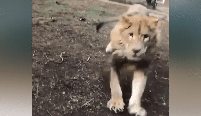 Desliza hacia la izquierda para ver la reacción que tuvo un león al reencontrarse con la persona que lo cuidó de bebé, hecho que se hizo viral en YouTube.