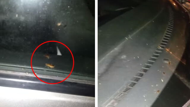 Facebook: Cucarachas invaden un auto y video causa pánico en redes sociales