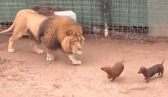 YouTube viral: esto hizo un león cuando alguien introdujo dos perros en su jaula [VIDEO]