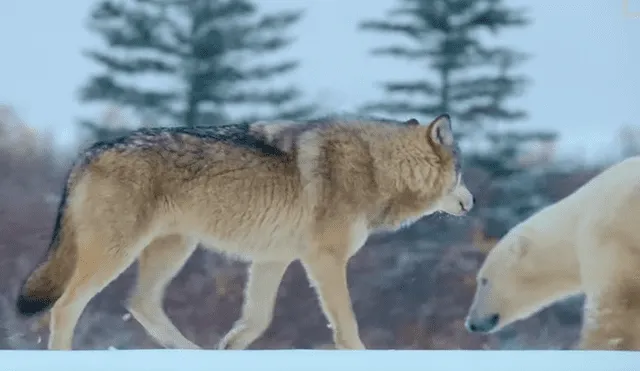 Los lobos acorralaron a la enorme criatura que descansaba tranquilamente sobre la nieve. Foto: National Geographic