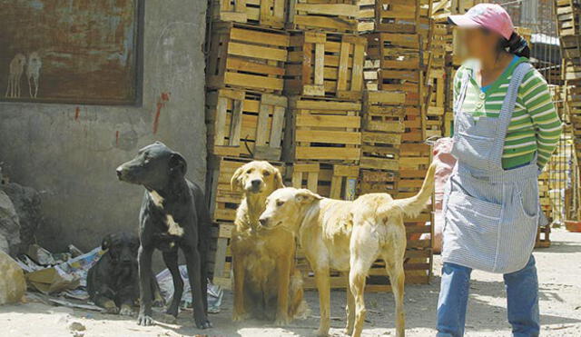 Arequipa: dan eutanasia a perro con rabia que mordió a dos personas en el distrito de Yura  