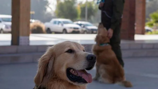 Miembros del equipo de entrenamiento canino de la policía chilena muestran a dos perros Golden Retriever. Foto: AFP.