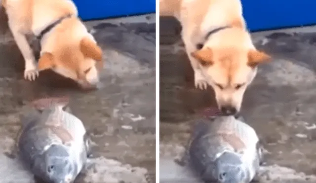 Desliza las imágenes para observa el emotivo gesto de un perro para ayudar a un indefenso pez moribundo. Foto: Captura.