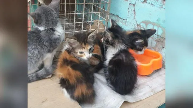 Buscan hogar para gatitos abandonados en parque de San Martín de Porres