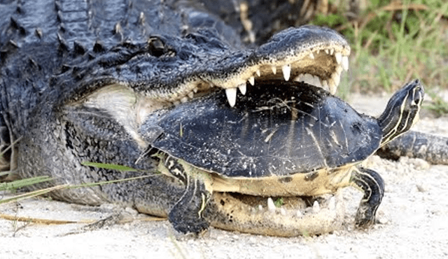 Youtube Viral: Turista graba a cocodrilo comiendo tortuga y ocurre esto [VIDEO]
