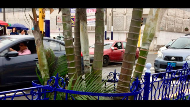 Chorrillos: denuncian que la municipalidad "enrejó" un árbol [FOTO]