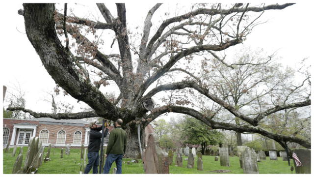 Nueva Jersey dice adiós a árbol de 600 años