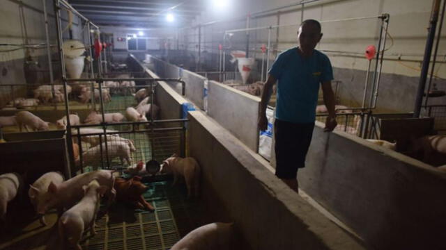 China: Sacrifican a 14 mil cerdos para frenar epidemia de peste porcina [FOTOS] 