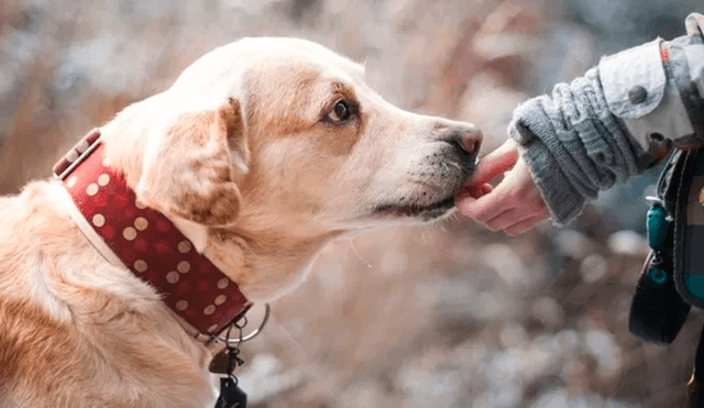 Perros reconocen cuando una persona es buena o mala, según estudio