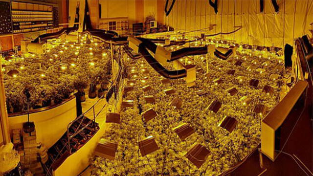 Incautan 2 mil plantas de marihuana cultivadas en sala de juegos abandonada [FOTOS]