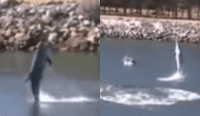 Youtube: delfín sorprende al 'caminar' sobre el agua [VIDEO]