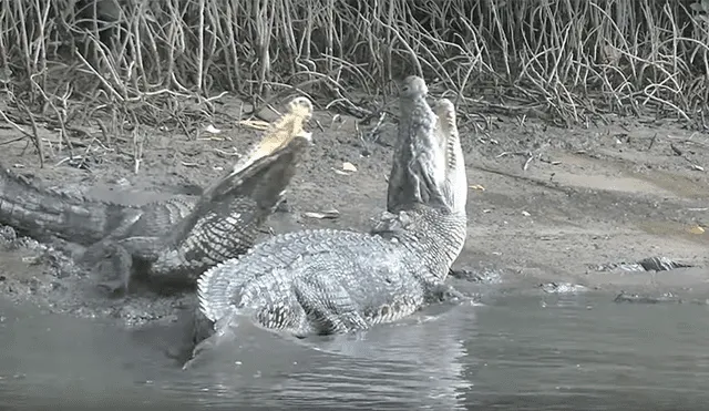 Un video viral de YouTube registró el brutal enfrentamiento entre un cocodrilo macho que buscó cruzarse con una hembra, sin imaginar el doloroso final.