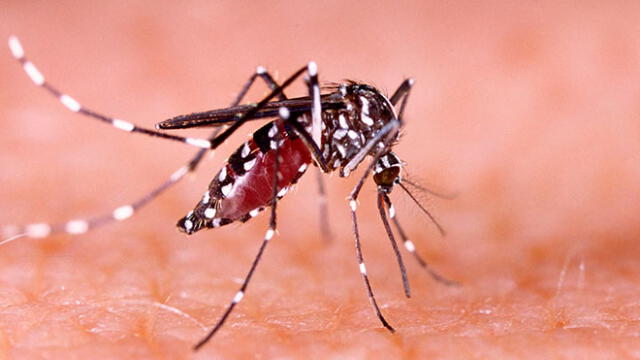 Dengue: Minsa confirma seis casos en Lima Norte 
