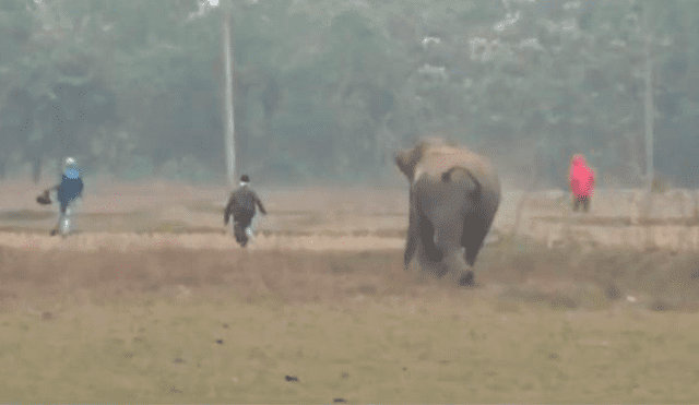 Turista se salvó de ser aplastado por un elefante.