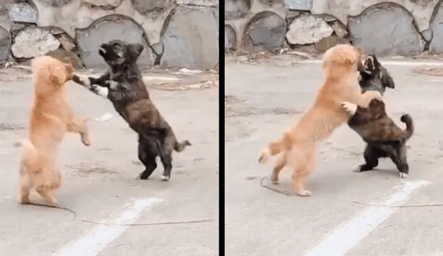 Facebook: furiosos perros se enfrentan, pero terminan 'bailando' romántica canción [VIDEO]