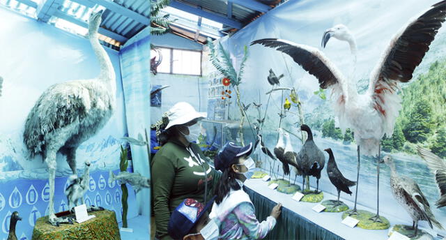 En museo se puede observar una diversas variedad de aves que habitan en el lago. Fotos: Juan Carlos Cisneros.