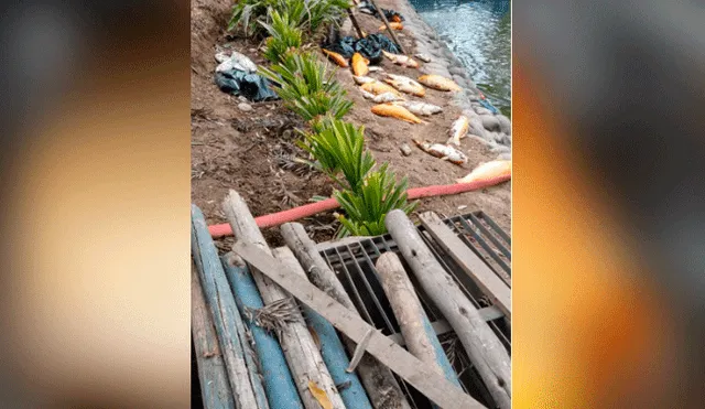Reportan masiva muerte de peces en Parque de la Amistad [VIDEO y FOTOS]