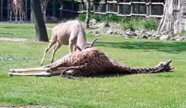 YouTube: Antílope ataca sin piedad a jirafa en zoológico [VIDEO]