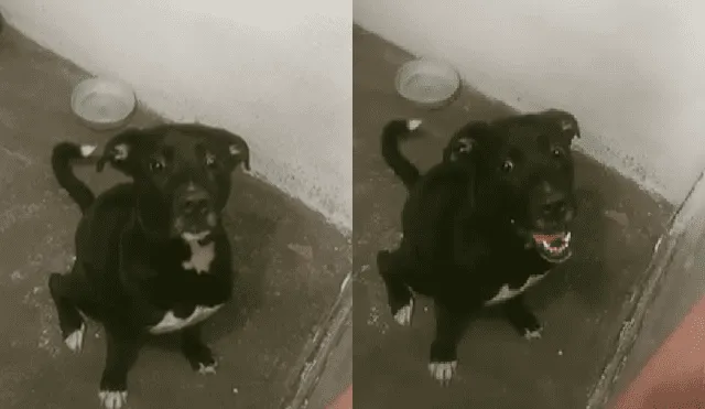 Desliza hacia la izquierda para ver la increíble reacción de este perro al enterarse que era 'adoptado'.