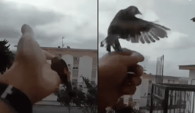 Desliza hacia la izquierda para ver más fotos de la emotiva liberación de las aves. (Foto: captura)