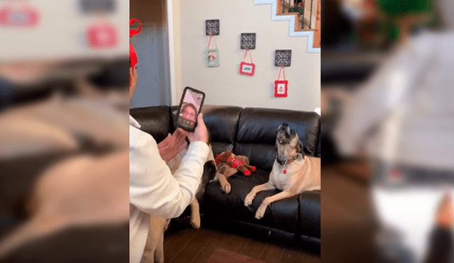 Video es viral en YouTube. Los perros protagonizaron una emotiva escena, luego de que su dueña los reuniera para sorprender a su madre a través de una videollamada