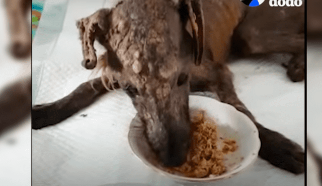 Facebook: El impresionante cambio de un perro rescatado a punto de morir [VIDEO]