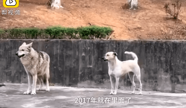 YouTube viral: perro ingresa a jaula de peligrosa criatura y el desenlace causa gran impacto [VIDEO]