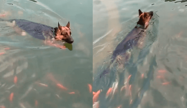 Facebook: perro nada en una lago lleno de peces y estos tienen 'extraña' reacción [VIDEO]